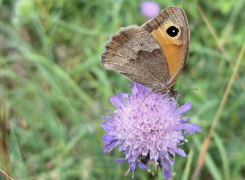 Bruine vlinder op paarse bloem, met groen wazige achtergrond.