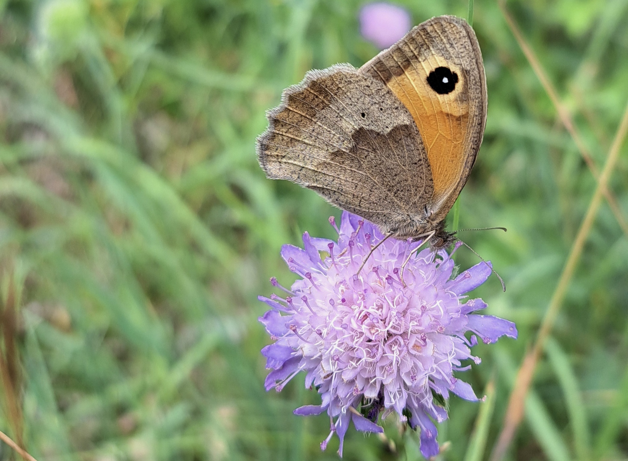 Bruine vlinder op paarse bloem, met groen wazige achtergrond.