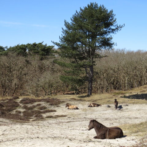 Paarden rusten in een zandduin, omringd door bomen onder een heldere blauwe hemel.