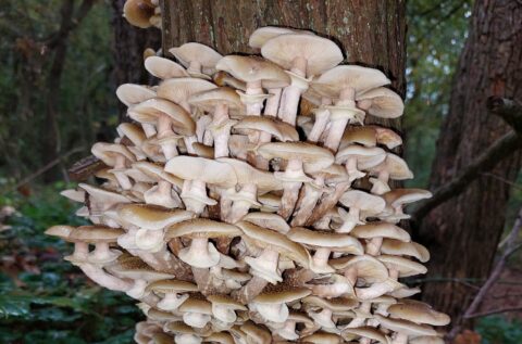 Grote groep paddenstoelen op een boomstam