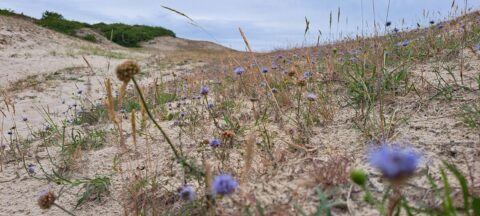 Droge duinen met paarse bloemen verspreid tussen gras en zand onder een bewolkte lucht.