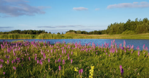 Foto van een oever vol met bloeiende orchideeën in het Park van Luna