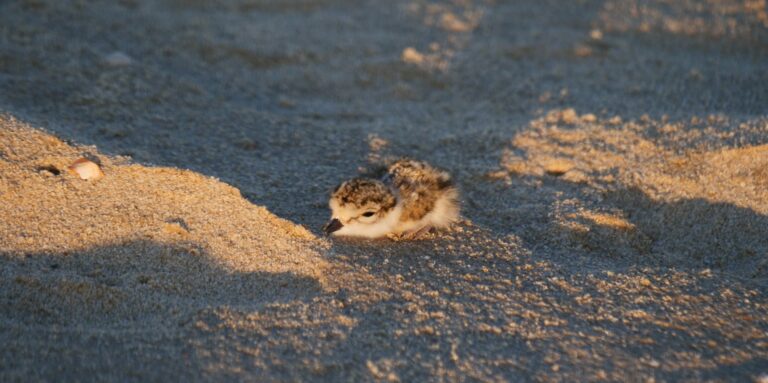 Foto van een op het strand liggend kuiken van een bontbekplevier