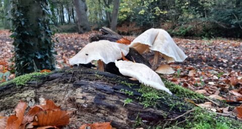 Foto van grote witte plaatsjeszammen