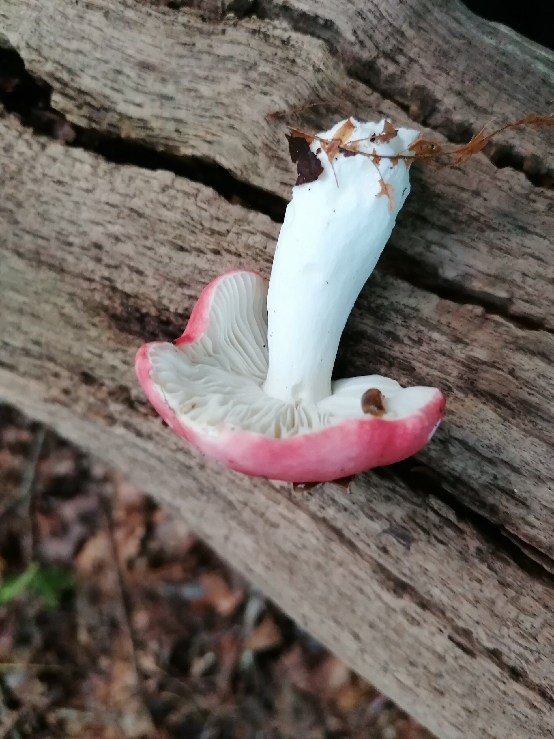 Rode paddenstoel groeit op een oude, verweerde boomstam met barsten.