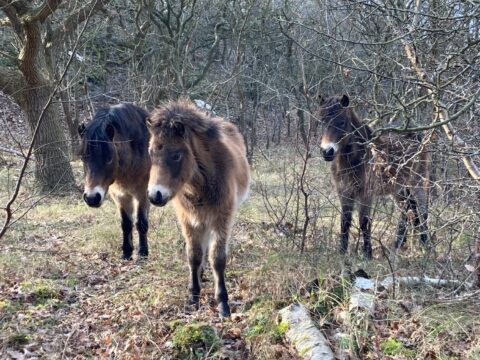 Drie wilde paarden in een bosrijke omgeving met kale bomen en gras.