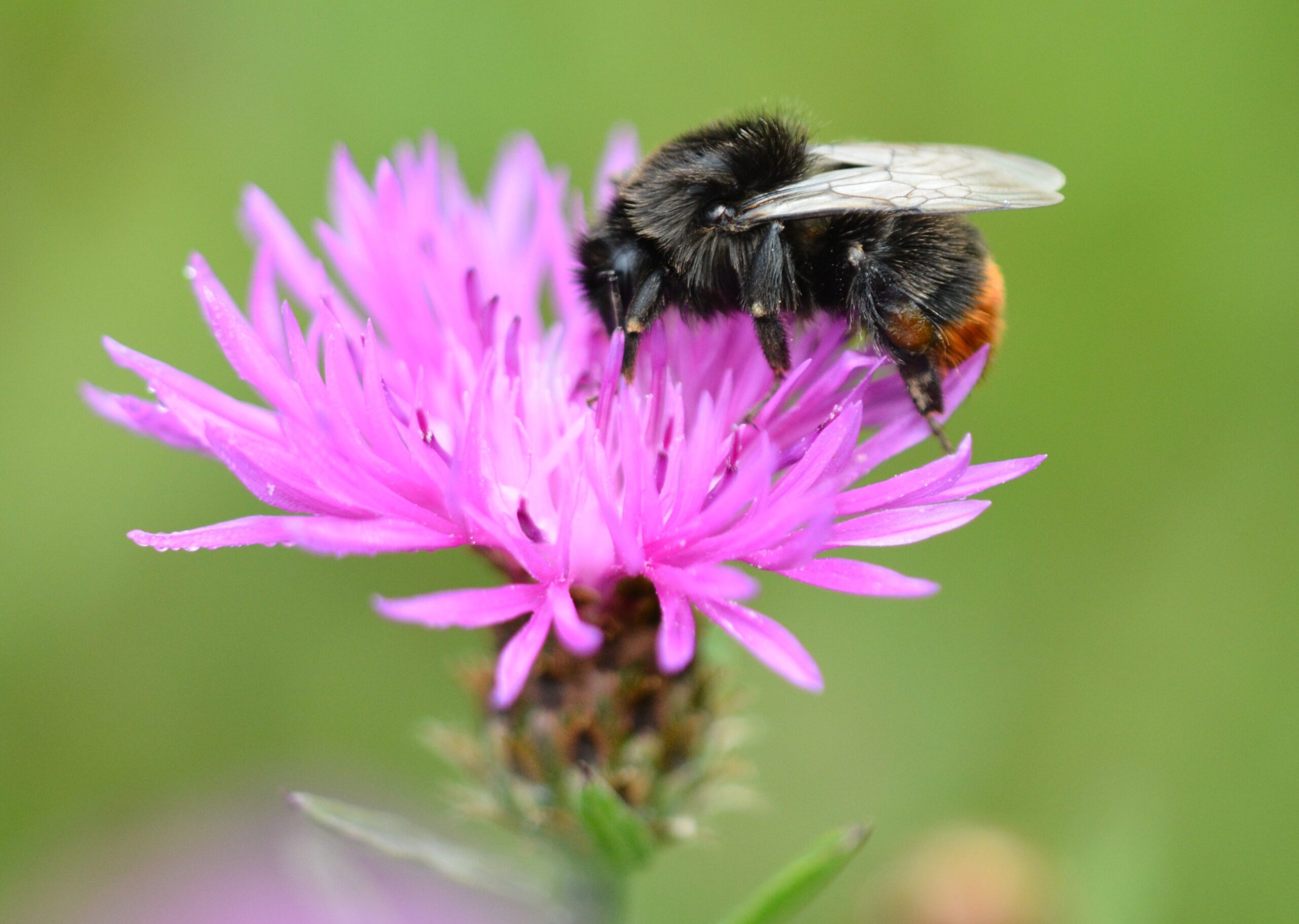 Hommel op een paarse bloem met een onscherpe groene achtergrond.