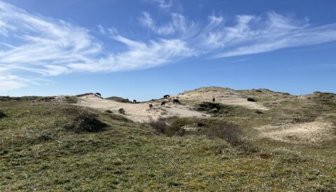 Duinlandschap met grazende paarden