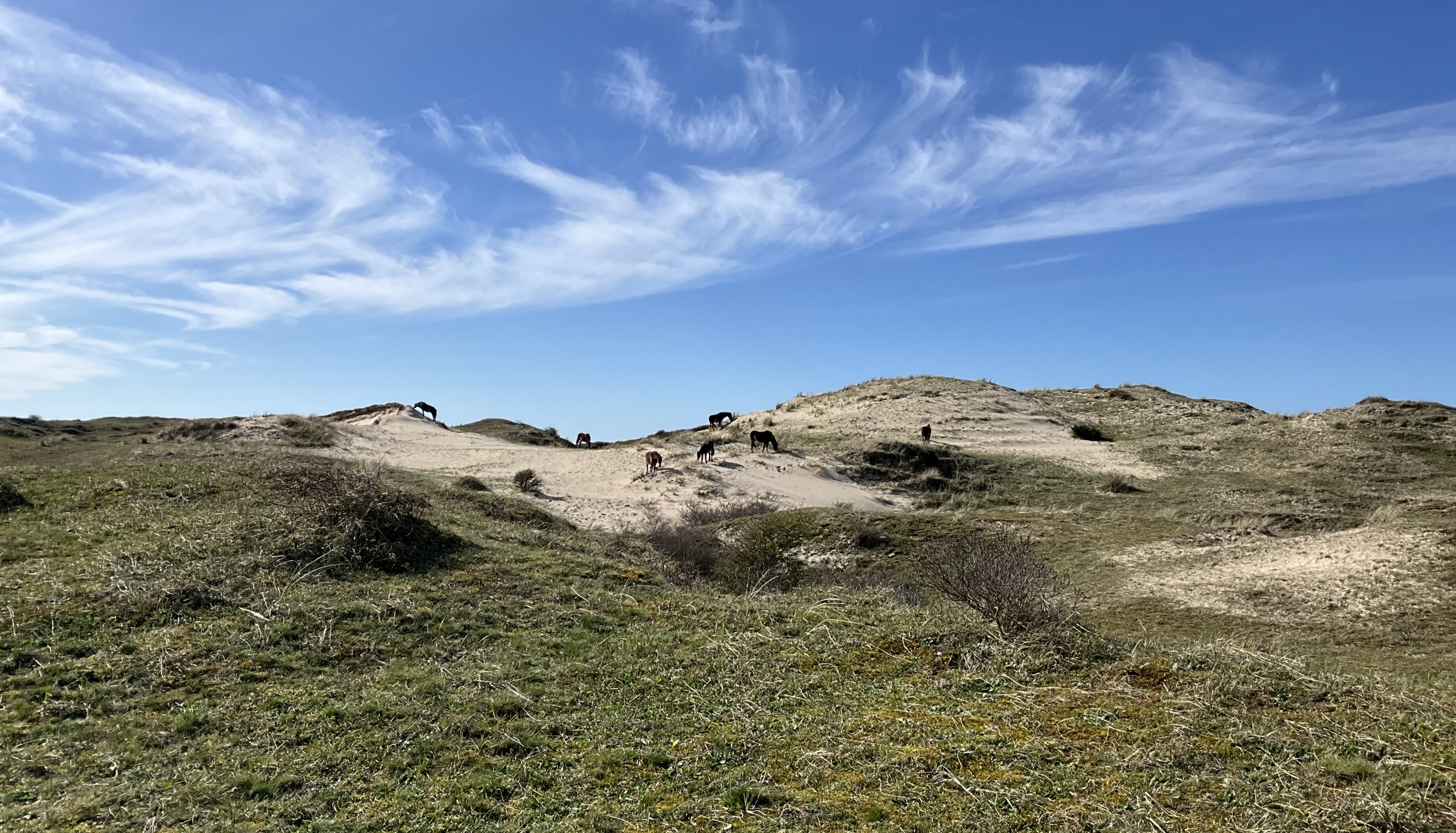 Duinlandschap met grazende paarden