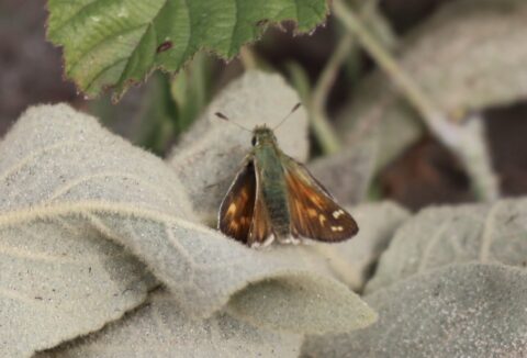 Bruin-groene vlinder op stoffig, groen blad met wazige groene achtergrond.