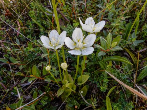 Witte bloemen met nerven groeien te midden van groen gras en bladeren.