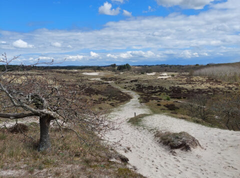 Duinpad in de Bergense duinen