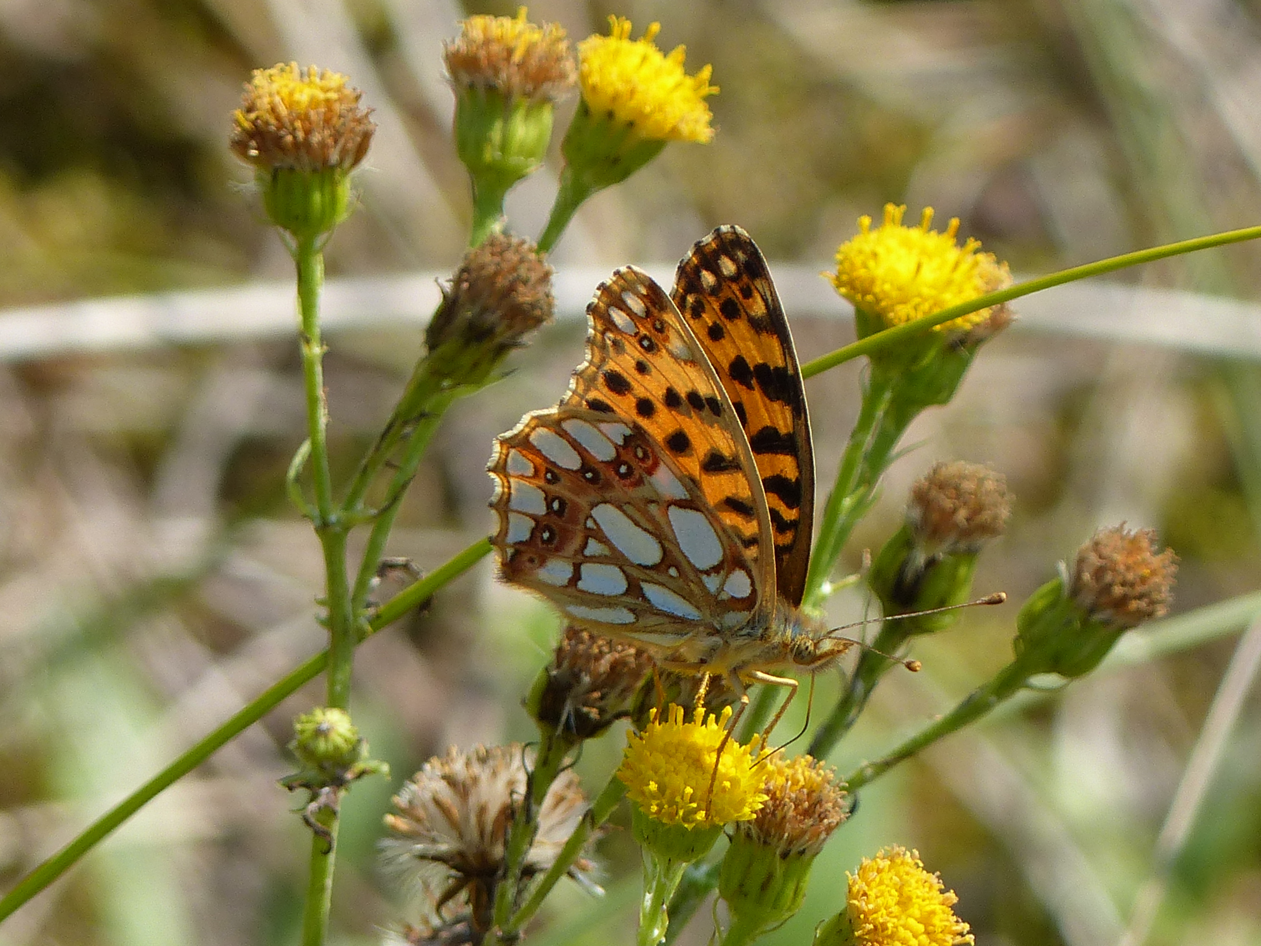 Een kleurrijke vlinder zit op gele bloemen in een natuurlijke omgeving.