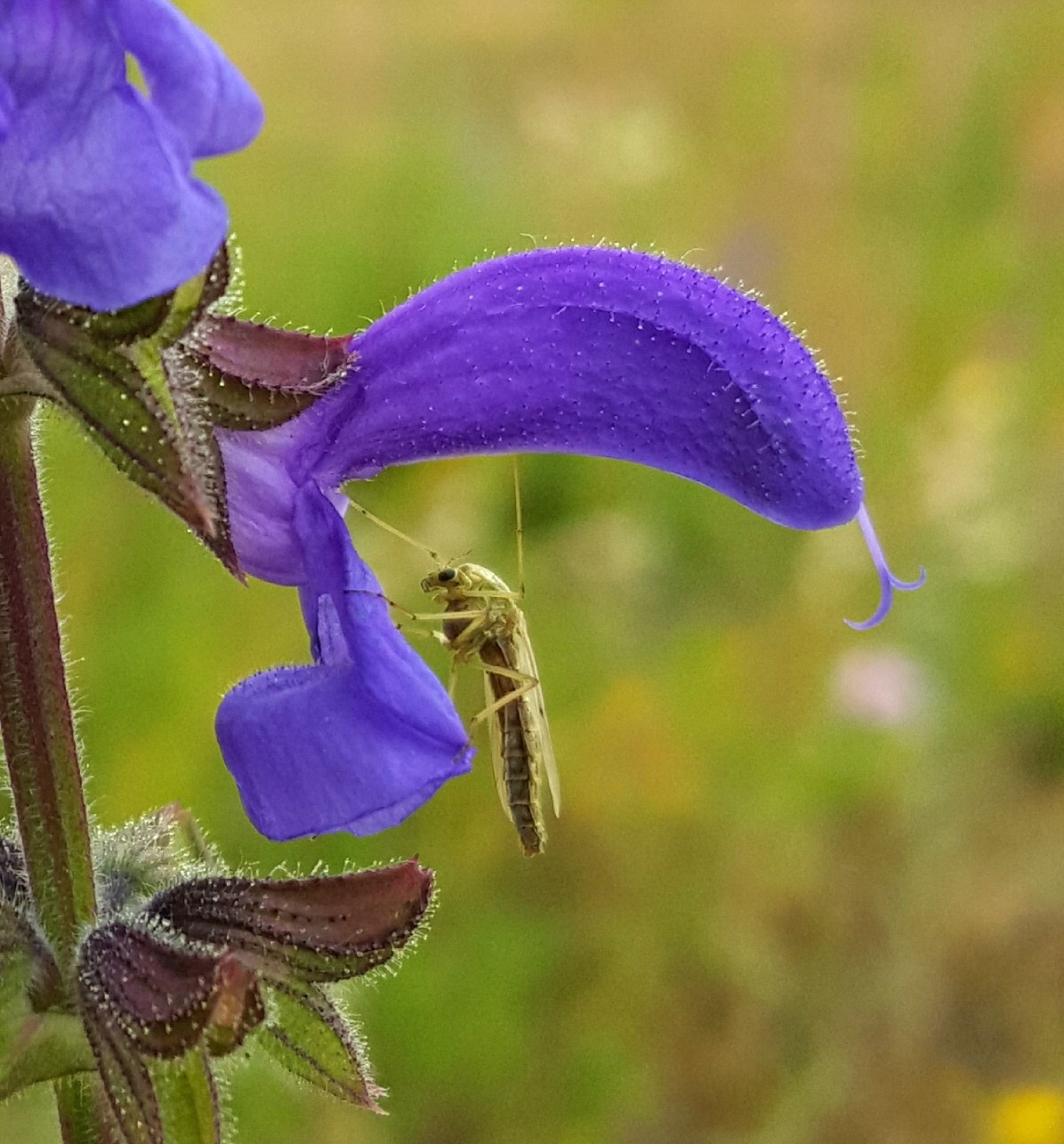Insect op een paarse bloem tegen een wazige, groene achtergrond.