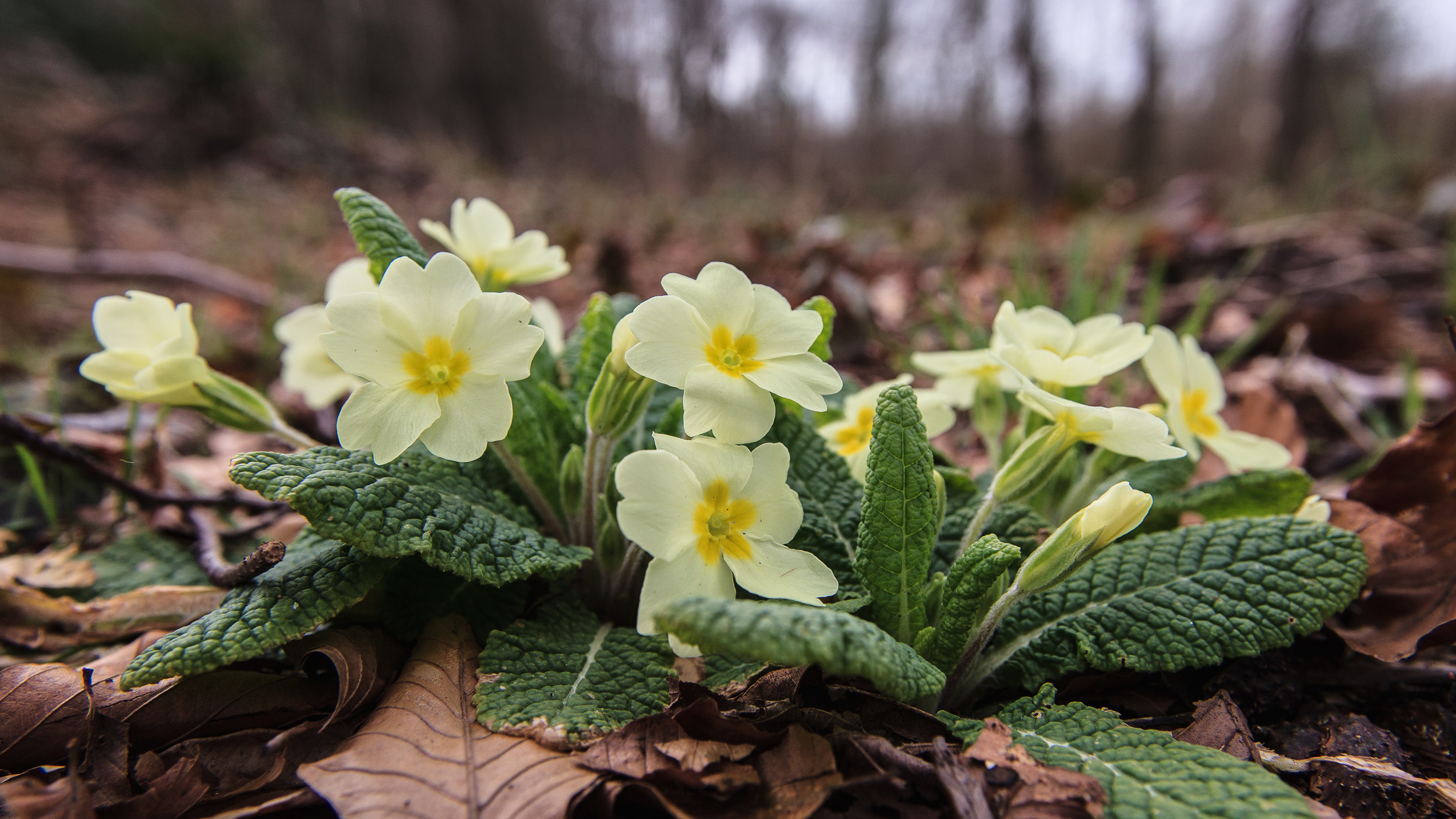Gele primula's bloeien op een bosgrond tussen bruine bladeren.
