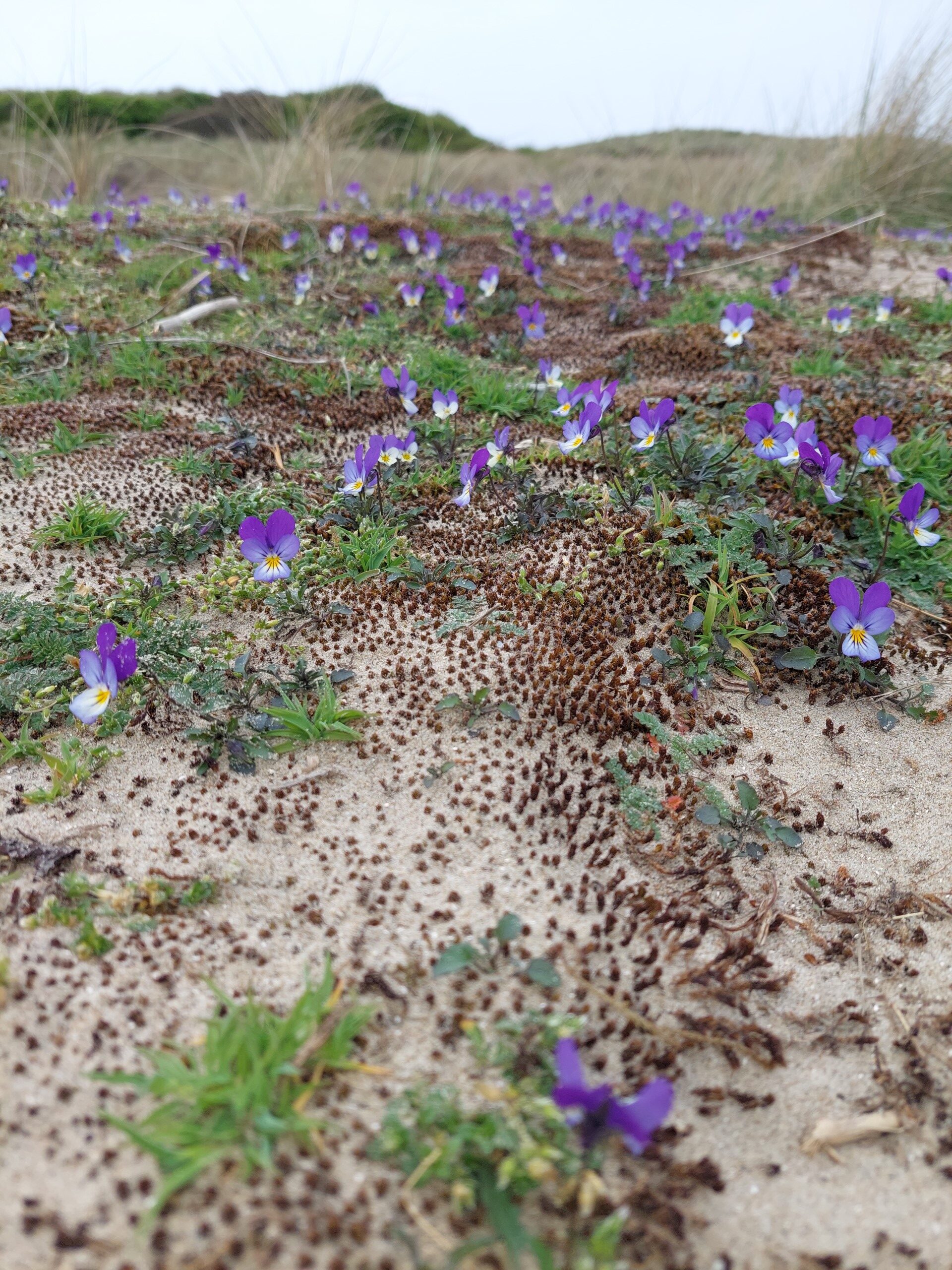 Duinviooltjes bloeien verspreid op zandige grond tussen begroeing in een duinlandschap.