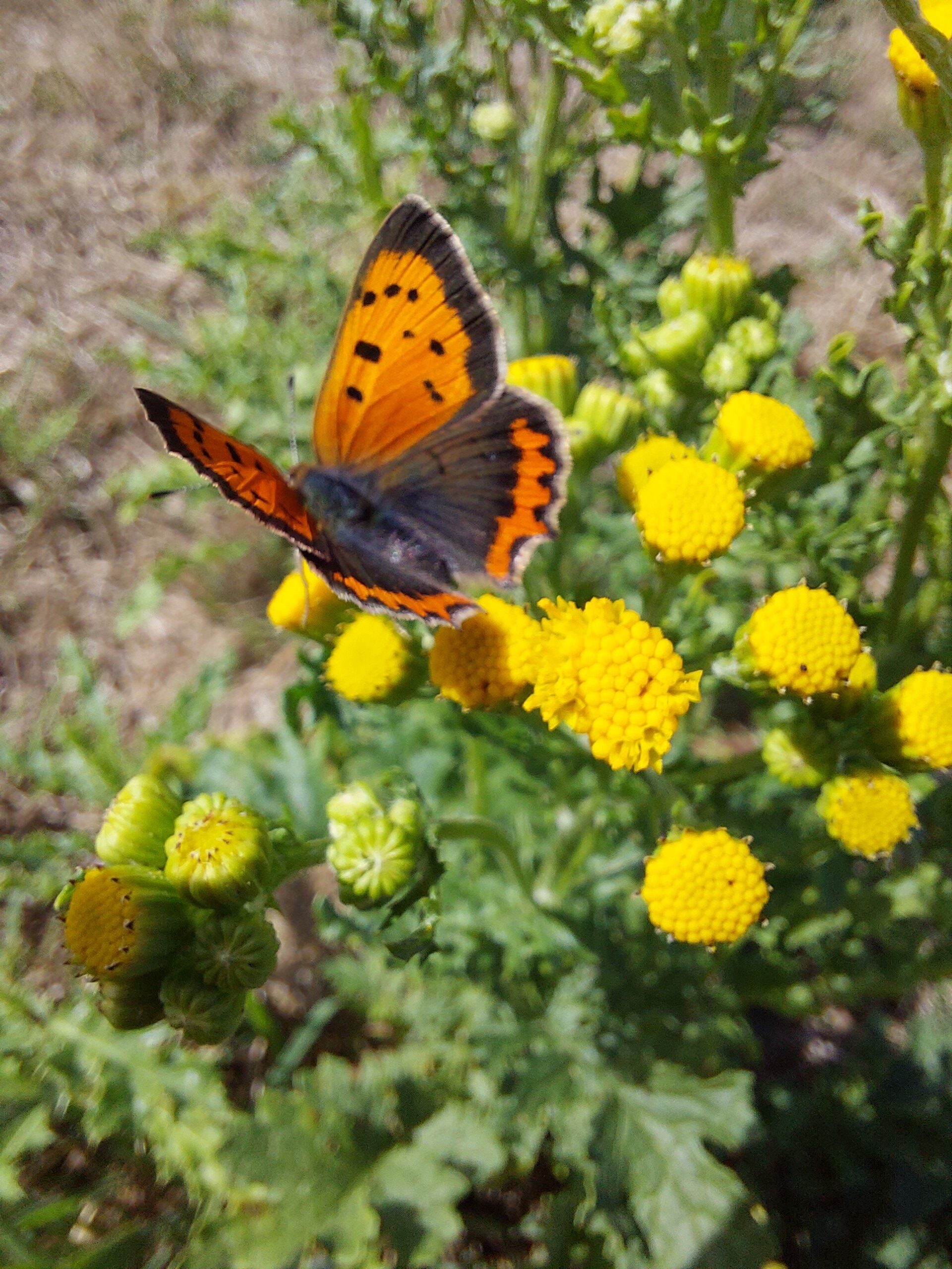 vuurvlinder op gele bloemen in een groene, natuurlijke omgeving.