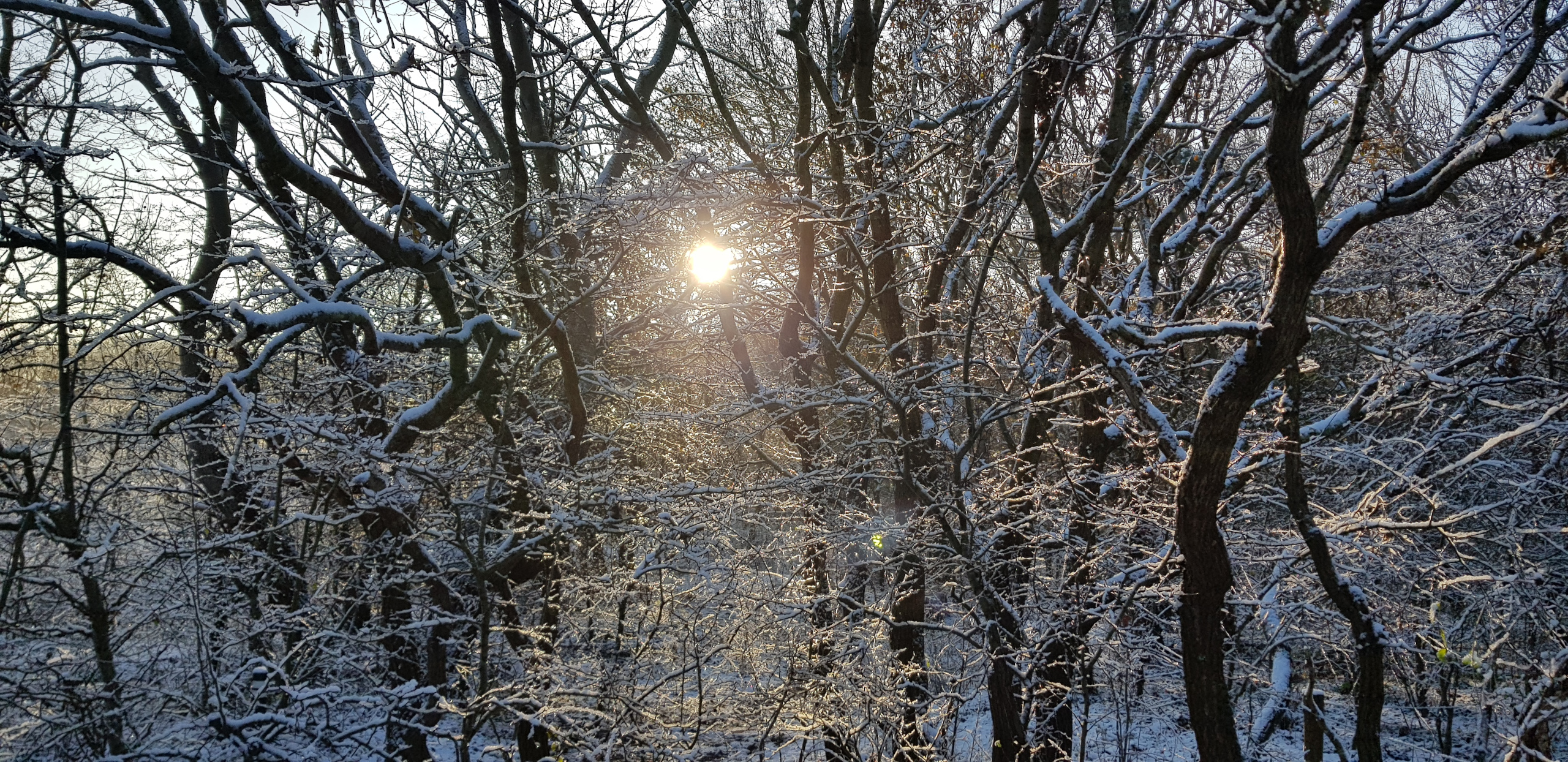 Besneeuwde bomen met zonlicht dat door het dichte bladerdak schijnt.