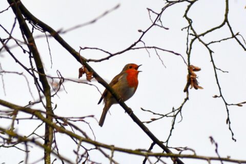 Roodborstje zingt op kale takken tegen een grijze lucht.