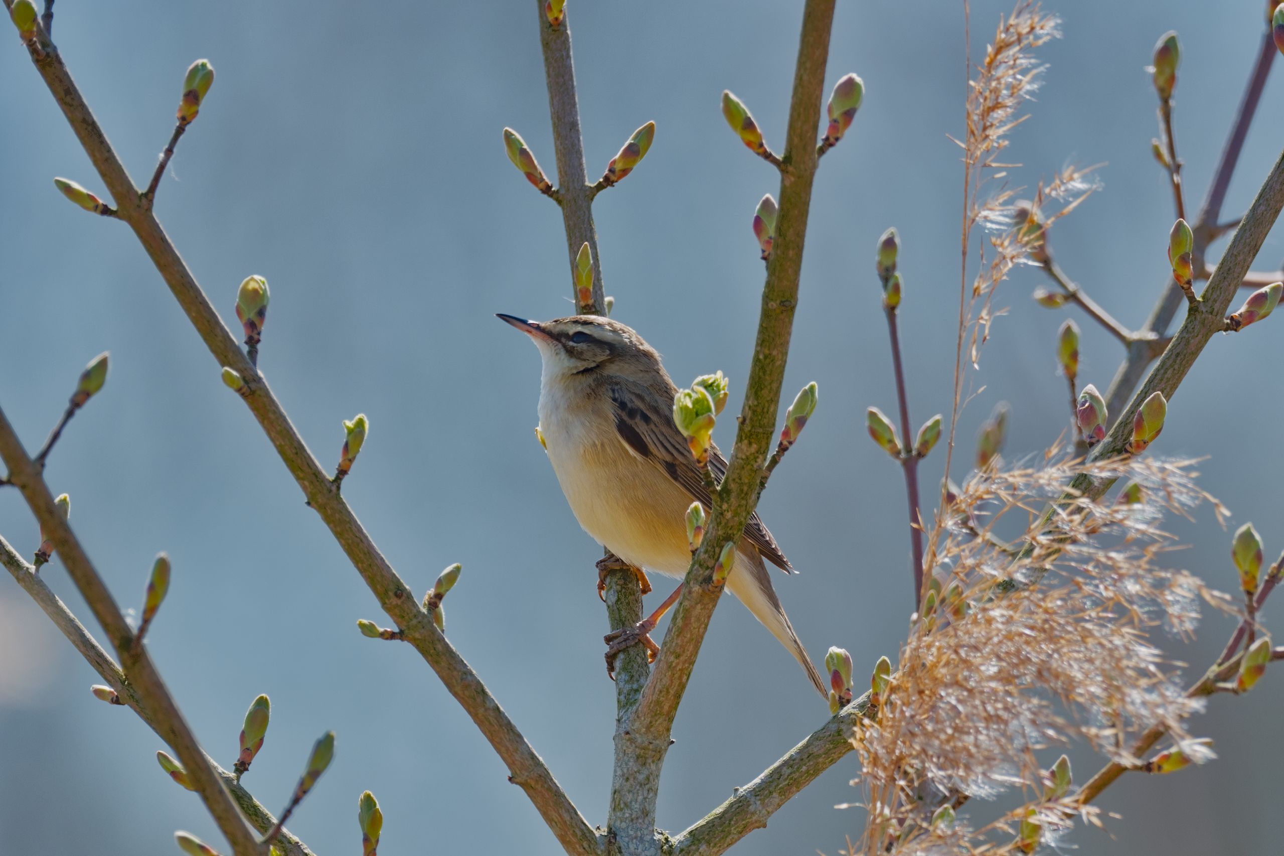 Zangvogel zit op tak met knoppen tegen blauwe lucht.