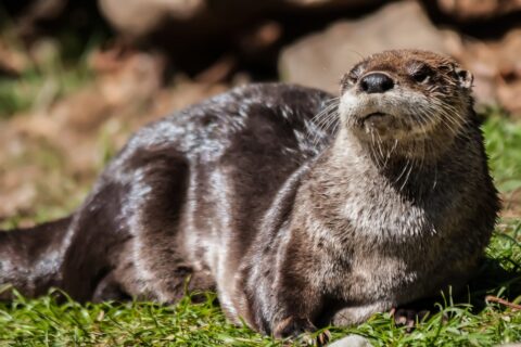 Otter ligt ontspannen op het gras in de zon, met stenen op de achtergrond.