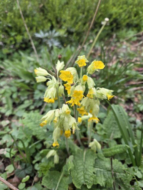 Gele sleutelbloemen bloeien in een groene, weelderige tuin.