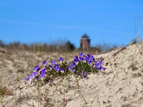 Paarse bloemen groeien op een zandduin met een wazige toren op de achtergrond onder een blauwe hemel.