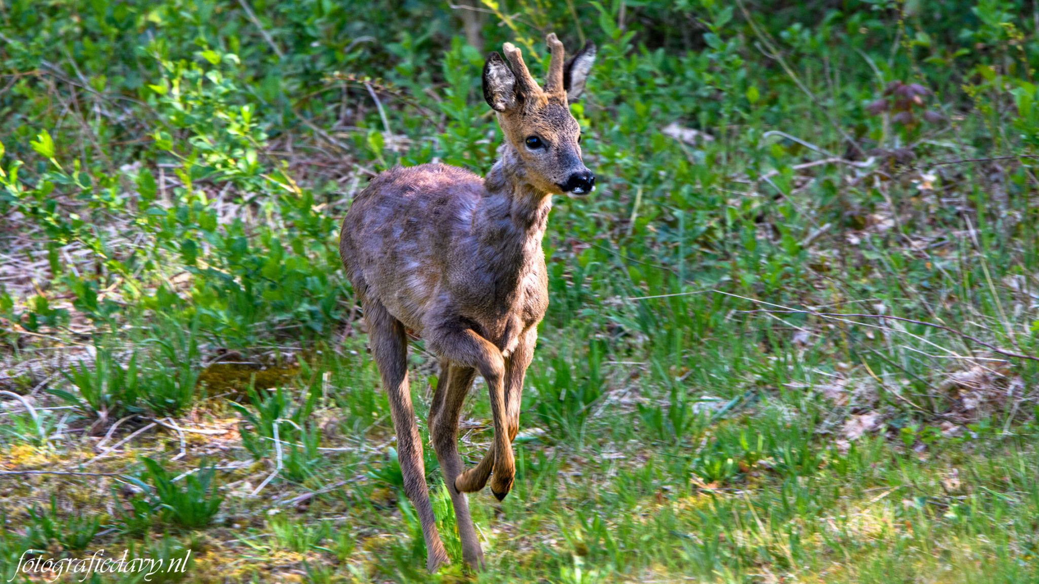 Ree in IVN-Natuurtuin Lochem