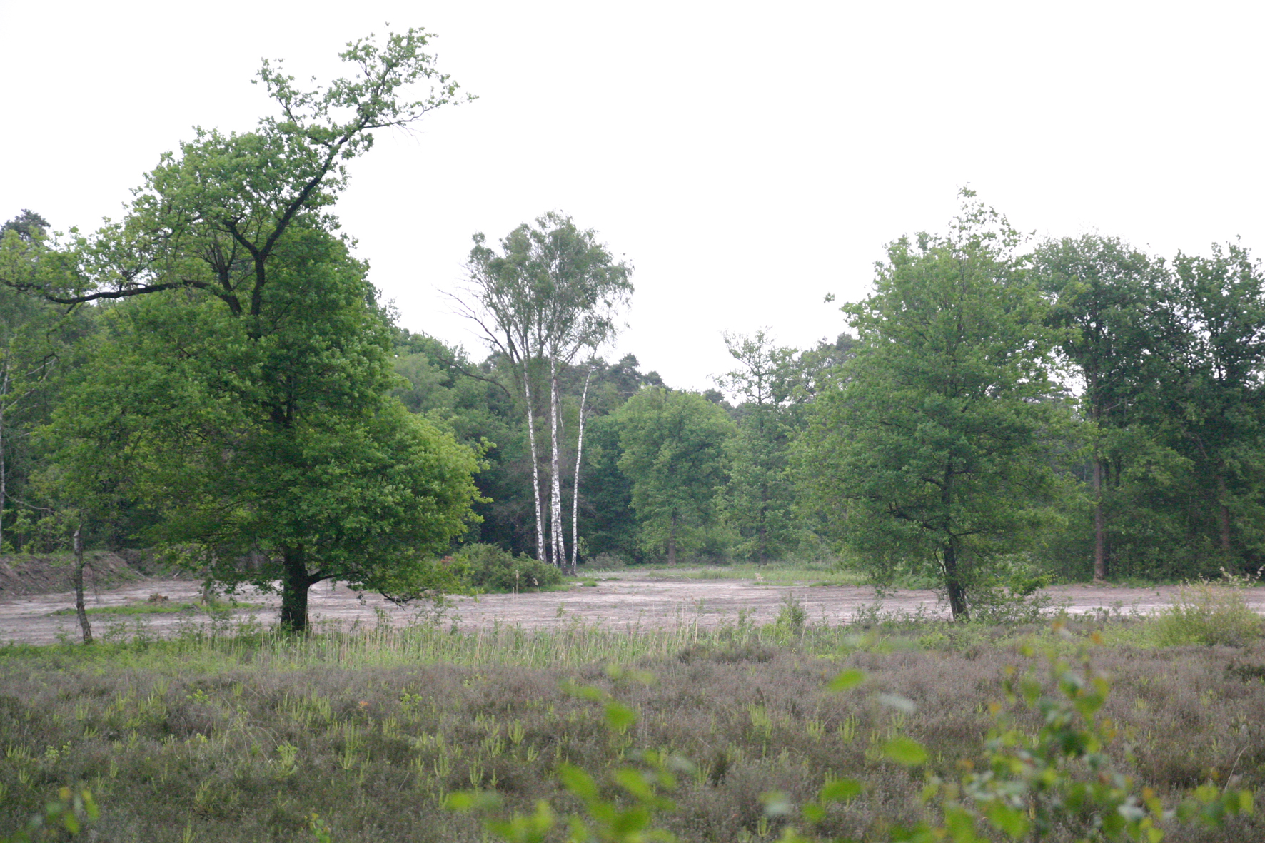 Boslandschap met groene bomen en een open veld op de voorgrond.