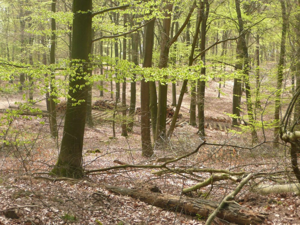 Boslandschap met groene bladeren, stapels gekapt hout en verspreide takken op de grond.