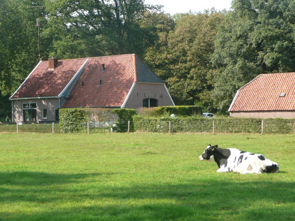 Koe ligt in een grasveld voor een boerderij met rode daken, omringd door bomen.