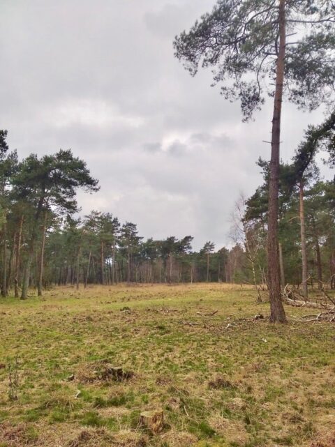 Open veld met bomen aan de rand onder een bewolkte hemel.