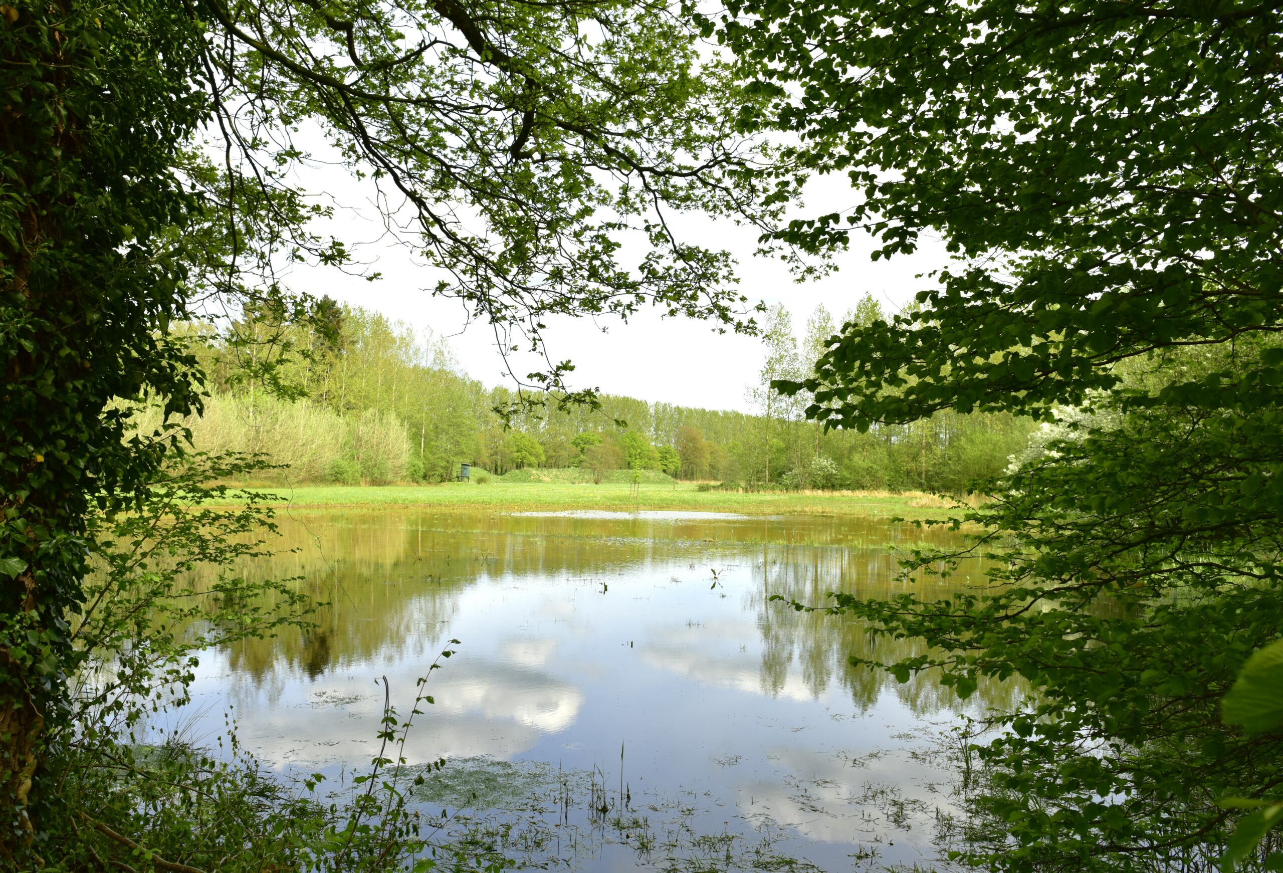 Vijver in bosrijke omgeving met overhangende bladeren en weerspiegeling van bomen in het water.