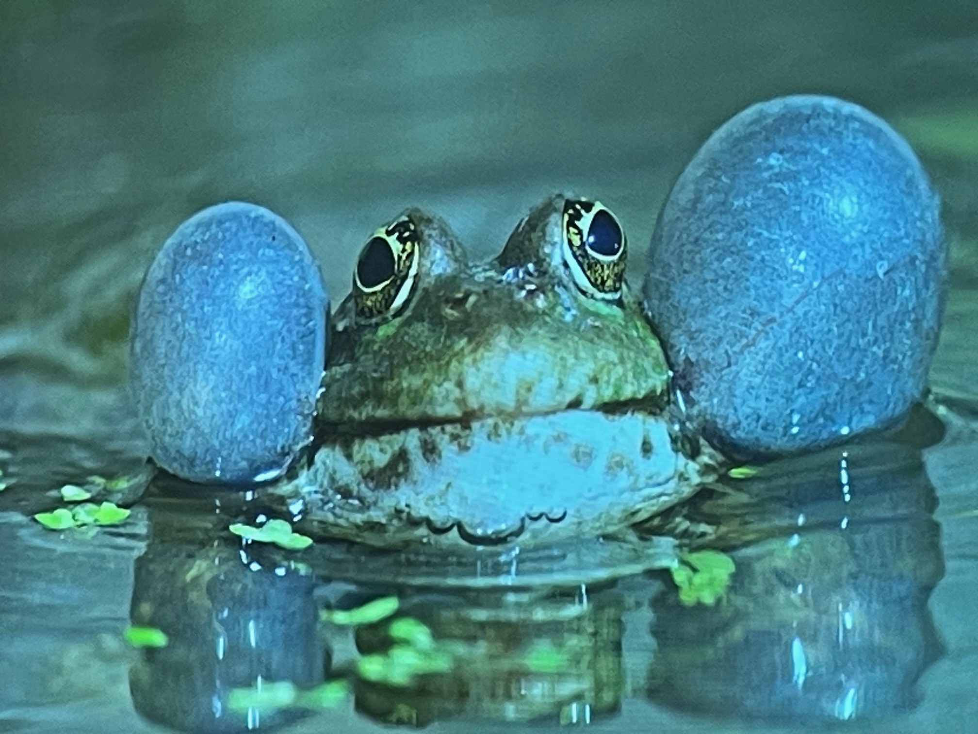 Kikker in water met opgeblazen keelzakken en groene bladeren rondom.