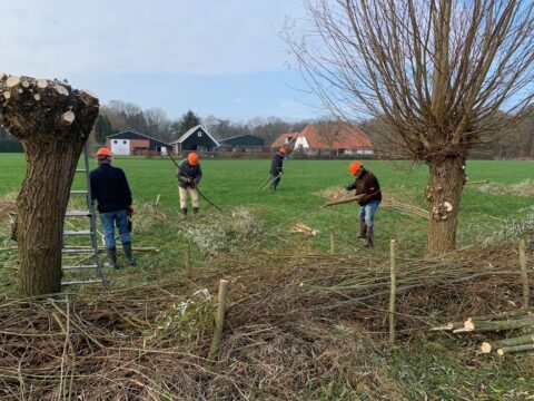 Mensen snoeien bomen in een weiland met oranje helmen en zagen, huizen op de achtergrond.