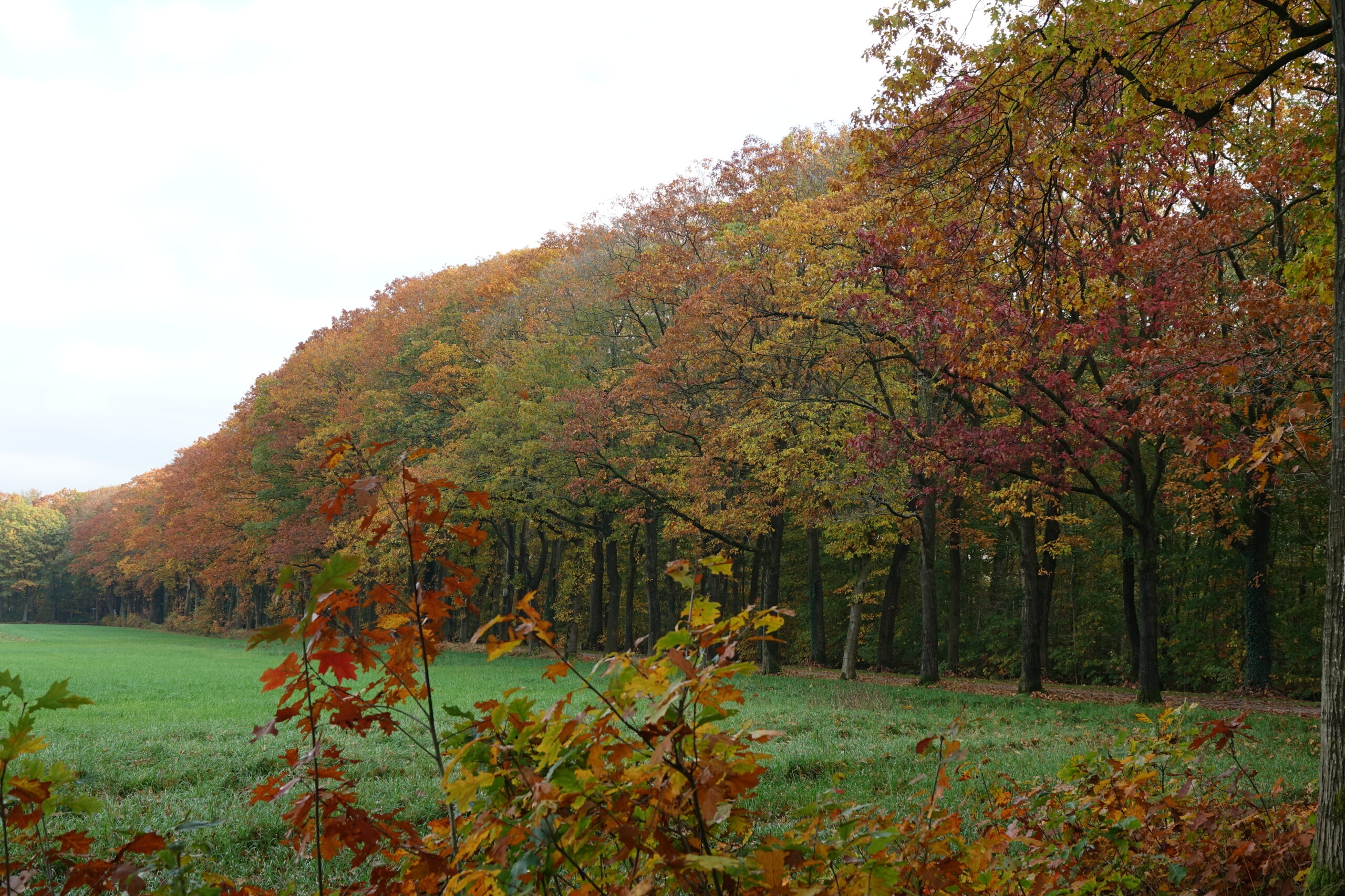 Herfstbosrand met gekleurde bladeren naast een groene weide onder een bewolkte hemel.