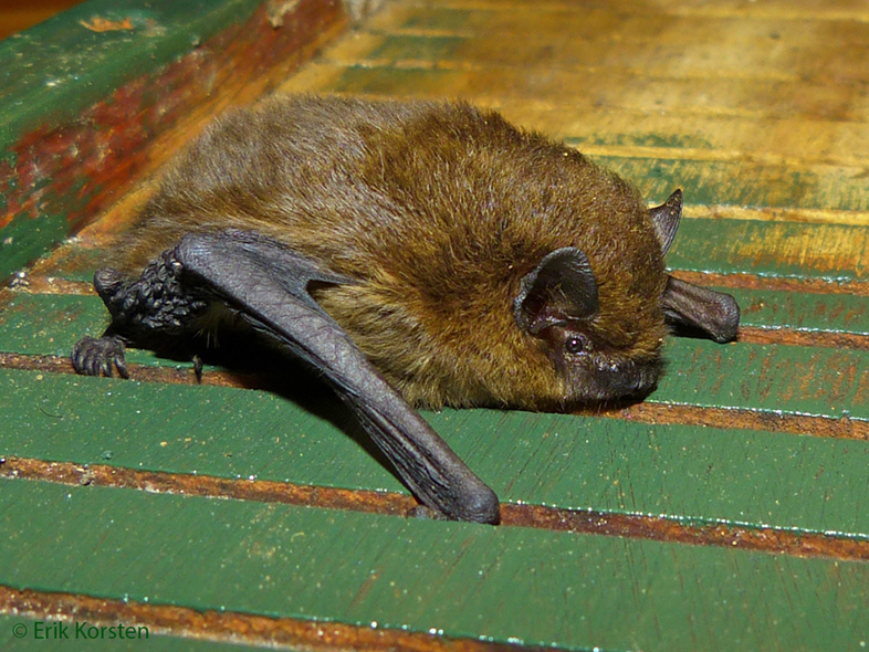 Bruine vleermuis ligt op groene, verweerde houten planken.