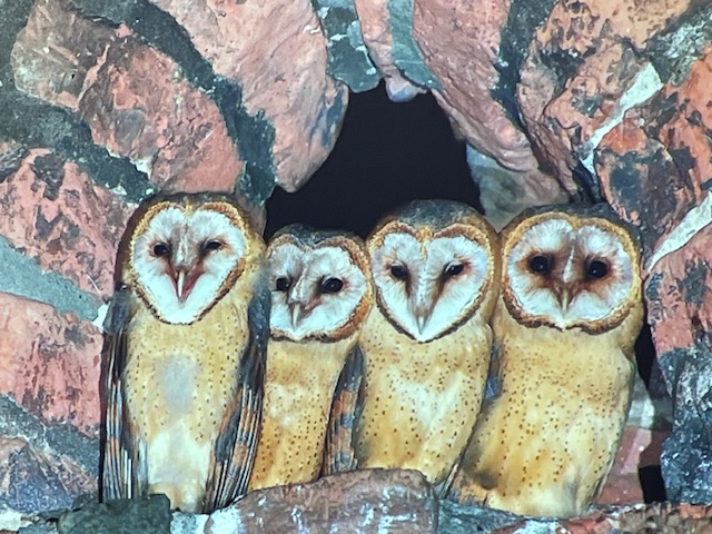 Vier kerkuilen zitten samen in een nis van een stenen muur.