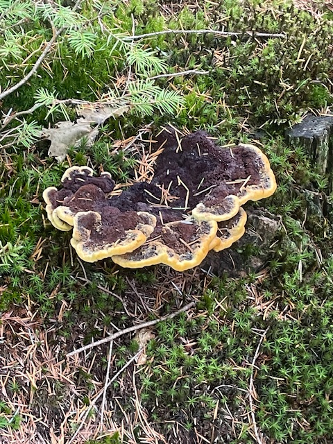 Paddenstoelen en mos op bosgrond met naalden en groen loof.