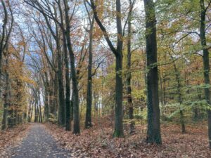 Bosrijk pad met herfstbladeren en hoge bomen, bladeren verkleuren naar geel en oranje.