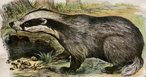 Das met regenworm in zijn bek bij een hol, omringd door gras en botten.