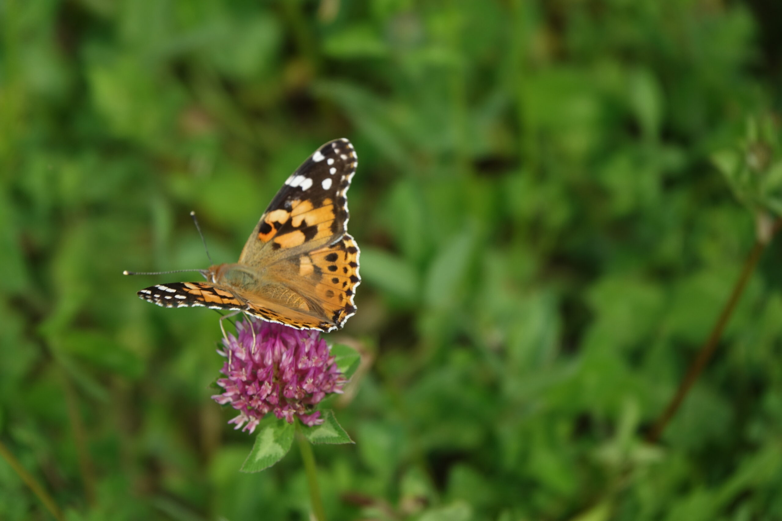 Oranje-zwart gestippelde vlinder op een paarse bloem tegen groene achtergrond.