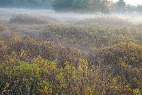 Mistige heide met groene en gele struiken en bomen op de achtergrond.