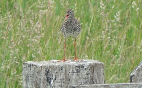 Wulpachtige vogel op een houten paal in een grasveld.