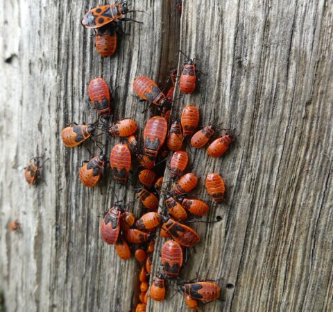 Vuurwantsen kruipen over schors van een boomstam.