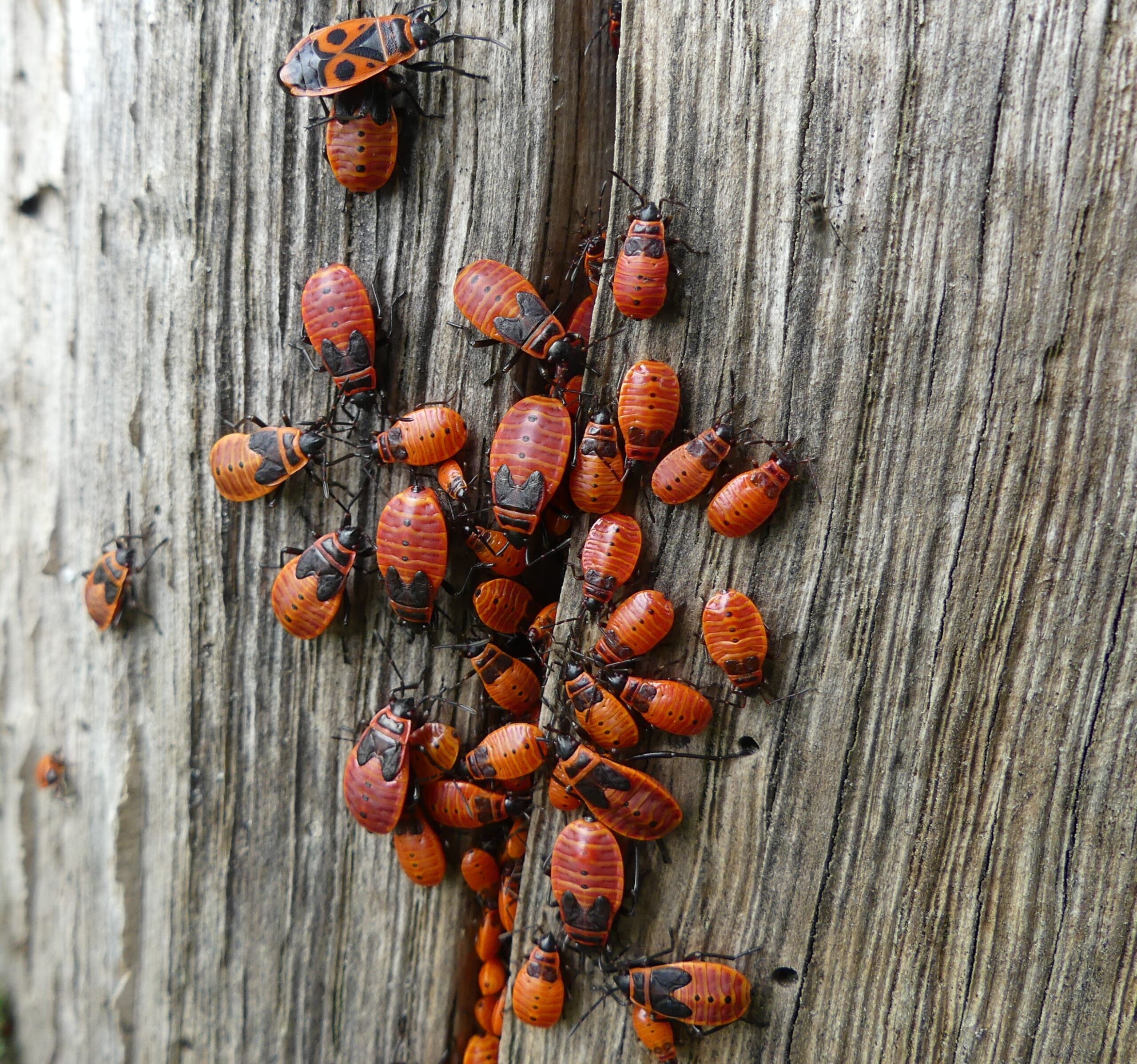 Vuurwantsen kruipen over schors van een boomstam.