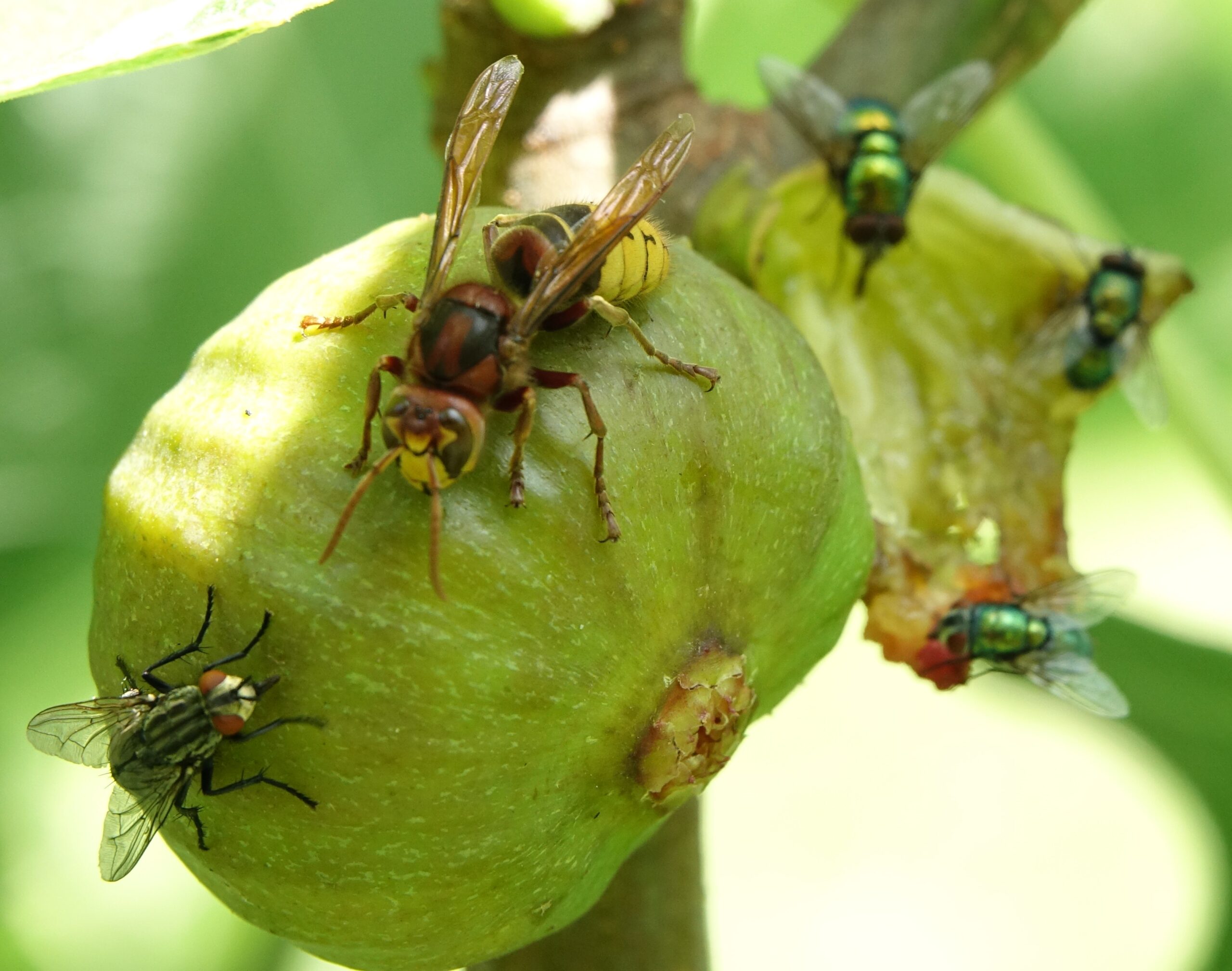Wespen en vliegen op een groene vijg, close-up in de natuur.