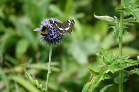 Een hommel en een vlinder op een paarse bloem tegen een groene achtergrond.
