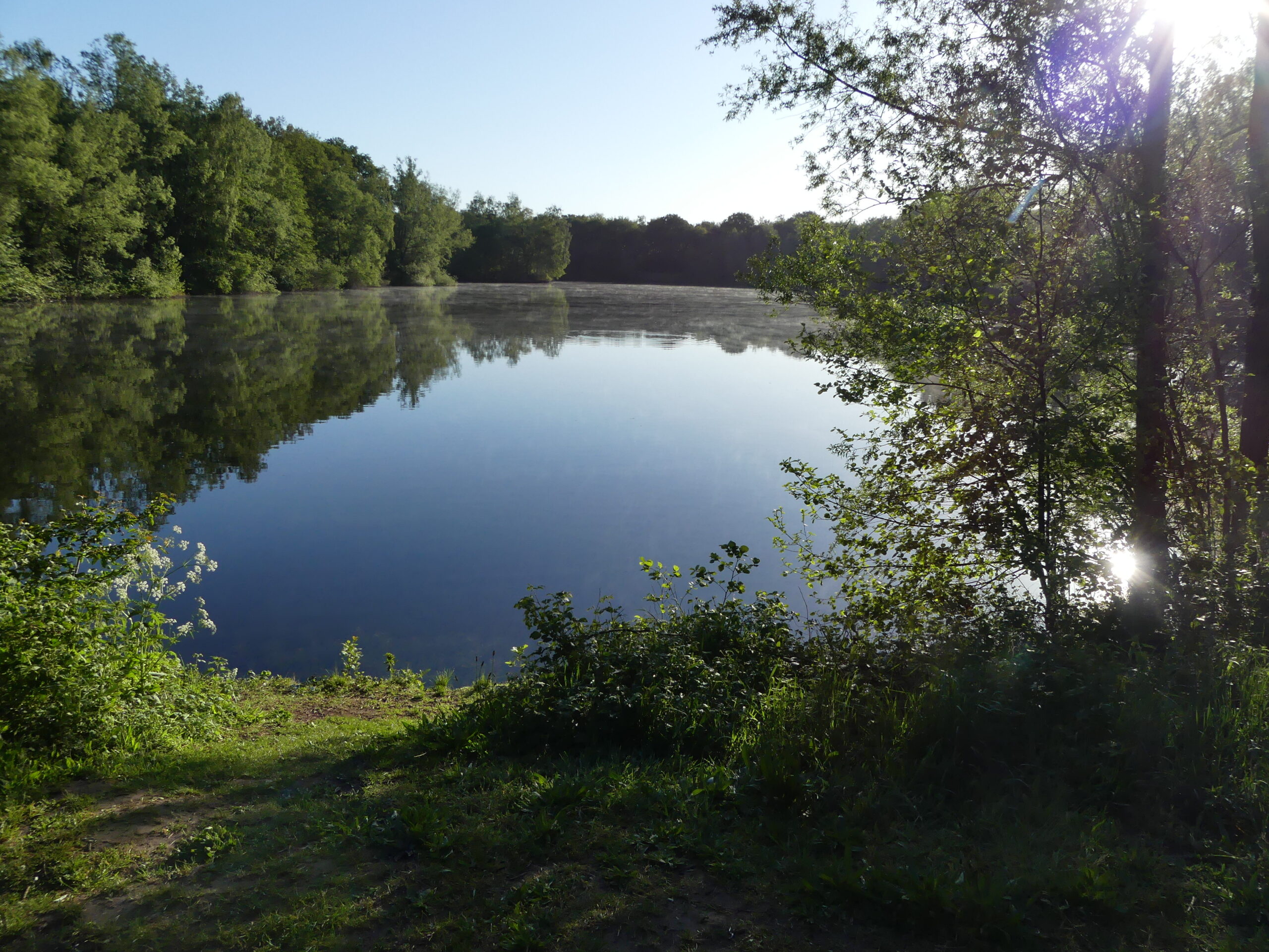 Bosrijke oever bij een rustig meer met reflecties en zonlicht door bomen.