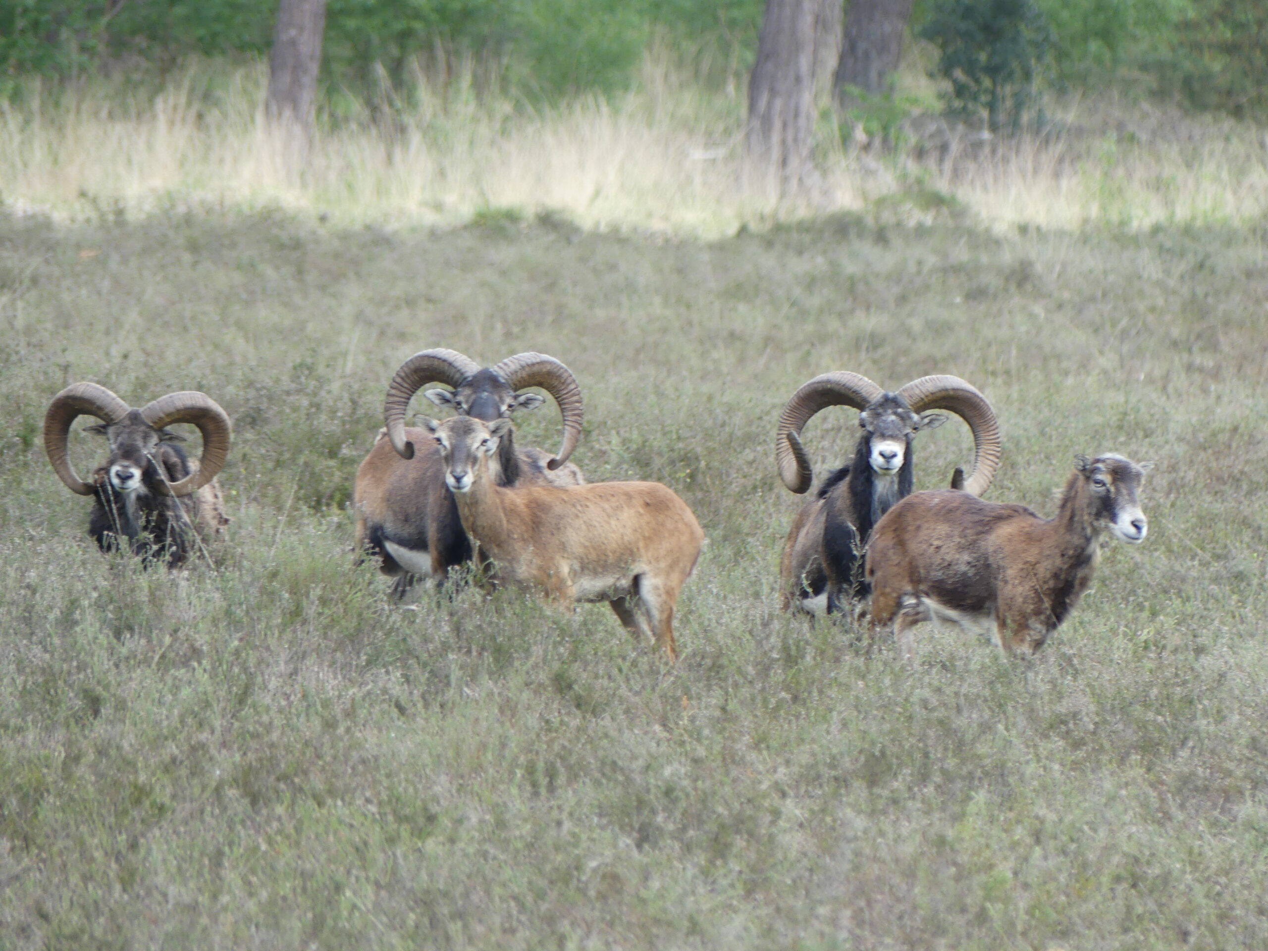 Een kudde mouflons in een veld met gras, omringd door bomen.
